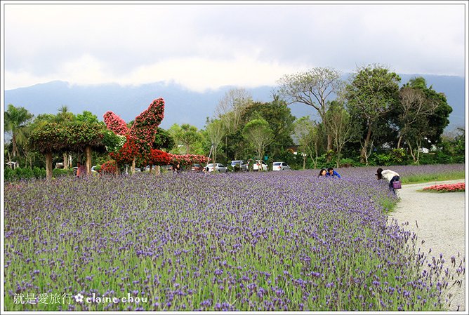 池上鄉農會四季花海14.jpg