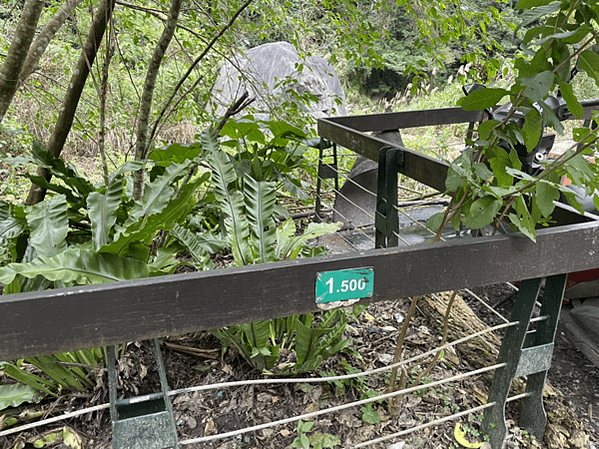 【花蓮景點|太魯閣】砂卡礑步道 太魯閣國家公園 老少咸宜的登