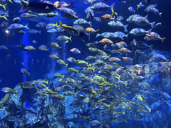 【日本旅遊】鳥羽水族館 日本三重縣必去景點 親子必遊景點 文