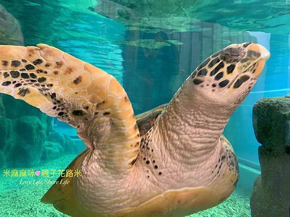 澎湖水族館, 澎湖全新開幕室內親子景點,澎湖 海底隧道, 澎湖 海龜