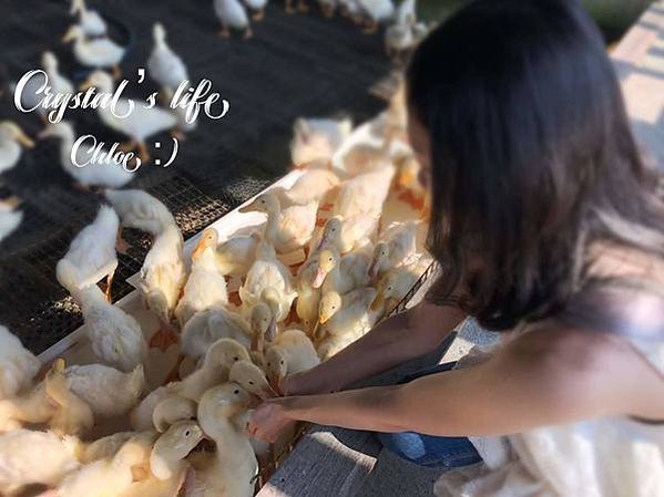 宜蘭礁溪親子景點*甲鳥園*餵鴨鴨超好玩/門票全額抵消費*附近