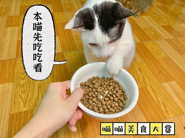 貓咪無穀飼料推薦Dr. Elsey&apos;s 貓艾歐♥