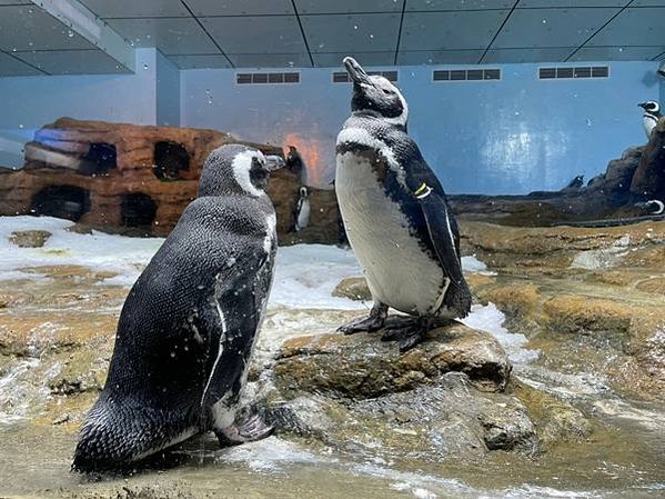 桃園 Xpark水族館 桃園室內景點 親子行程、情侶約會行程