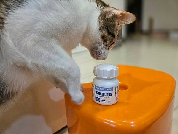 【好物分享】奧沛 OurPet貓用關沛錠，貓咪關節保健推薦，