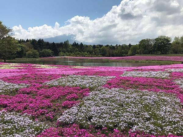 富士山芝櫻季