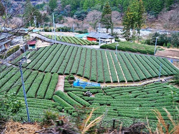 【靜岡縣 | 川根本町】搭乘大井川鐵道，體驗日本唯一亞伯式/