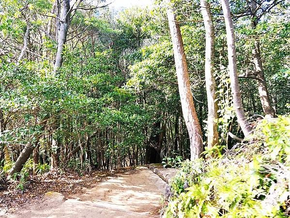 【廣島縣 | 宮島】搭乘宮島纜車，登獅子岩、彌山攻頂，360