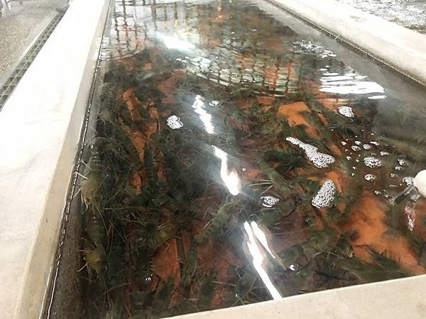 新竹餐廳推薦-黃金海岸活蝦