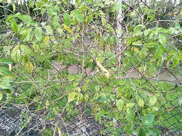 &lt;開心種菜：蝶豆花的水分管理&gt; 花卉 肥料 栽種 葉子泛黃 