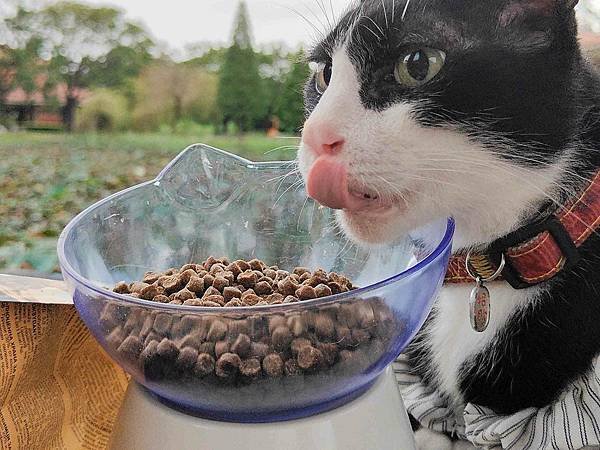 🐈〔寵物×食品〕神之首選×安柏希雅 Ambrosia｜新上市