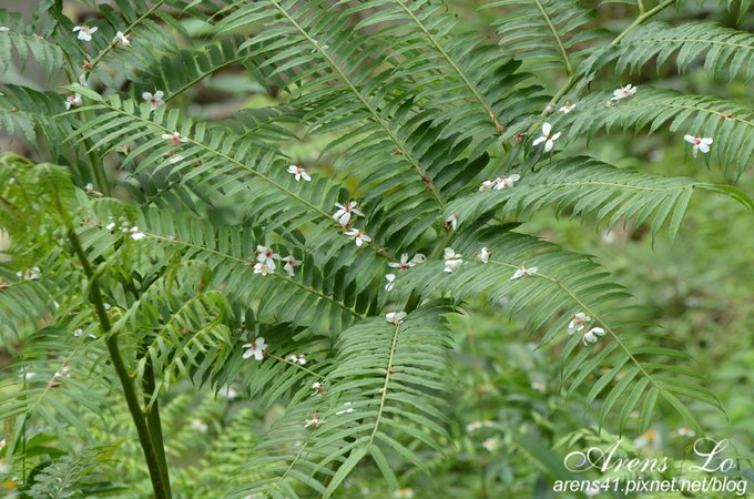 夢幻桐花道 (135)