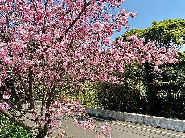 台北 北投 吉野櫻 復興三路 