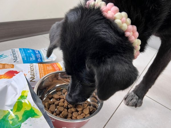 [寵物] Nutrience紐崔斯無穀養生飼料評價 八犬寵物