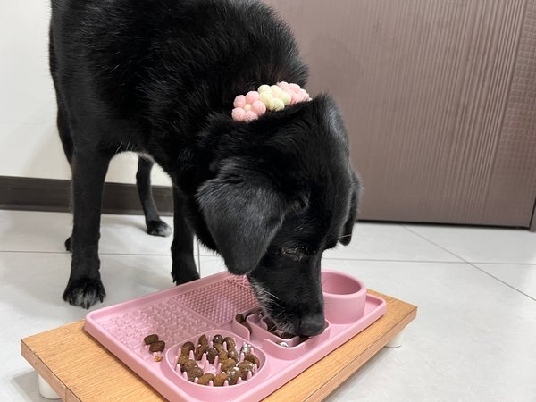 [寵物] Nutrience紐崔斯無穀養生飼料評價 八犬寵物