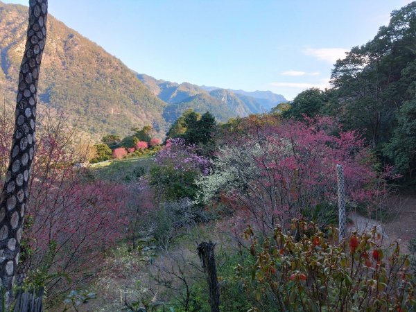 狗狗登山〉台中和平．谷關七雄．唐麻丹山