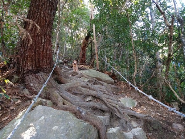 狗狗登山〉台中和平．谷關七雄．唐麻丹山