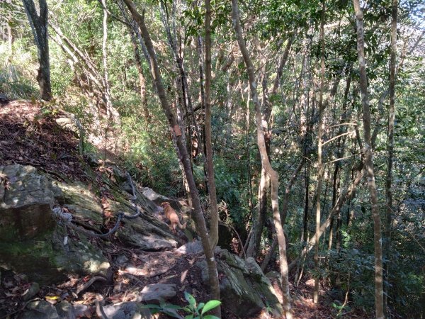 狗狗登山〉台中和平．谷關七雄．唐麻丹山