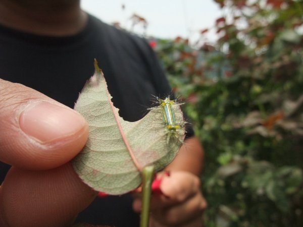 狗狗出遊〉南投埔里．玫開四度食用玫瑰園．田心心蔬食餐坊．牛耳