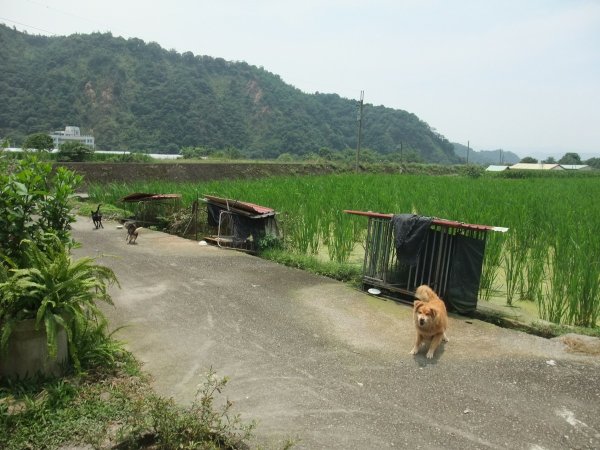 狗狗出遊〉南投埔里．玫開四度食用玫瑰園．田心心蔬食餐坊．牛耳