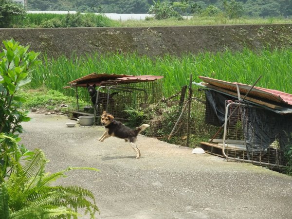 狗狗出遊〉南投埔里．玫開四度食用玫瑰園．田心心蔬食餐坊．牛耳