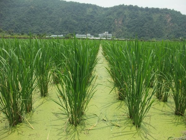 狗狗出遊〉南投埔里．玫開四度食用玫瑰園．田心心蔬食餐坊．牛耳