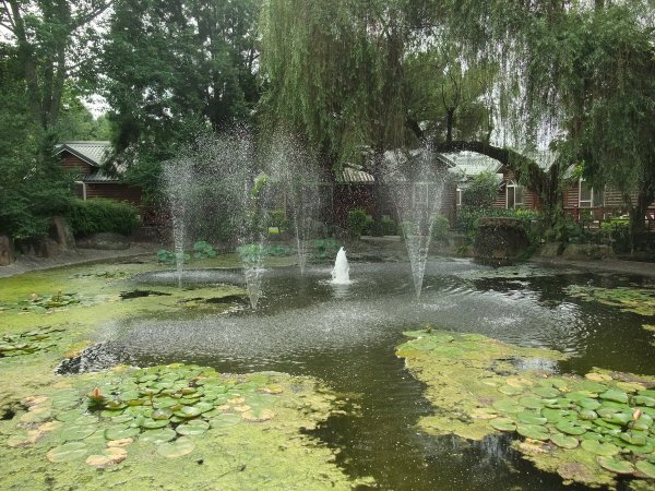 狗狗出遊〉南投埔里．玫開四度食用玫瑰園．田心心蔬食餐坊．牛耳