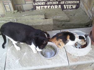 2011-07-29 07.43.11