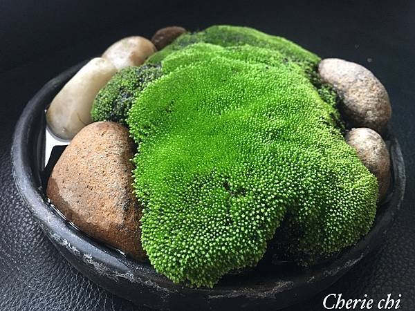 Moss Fairy  墜入青苔界的精靈