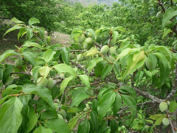 梅子結果 (10)