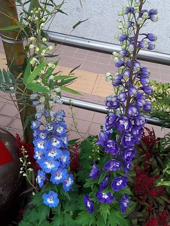2017-01-29_千佛山菩提寺_36_大飛燕草.jpg
