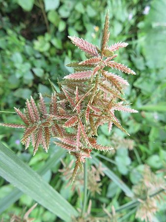 IMG_1414毛軸莎草.JPG