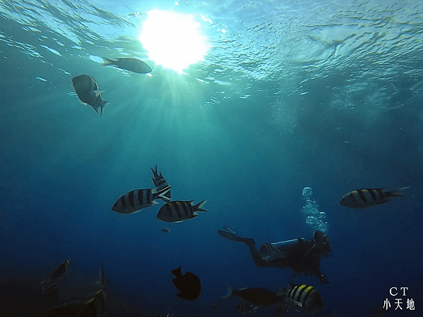 綠島遊記/水肺/潛水體驗/PADI/海馬郵筒/海洋之心/私家潛水旅宿