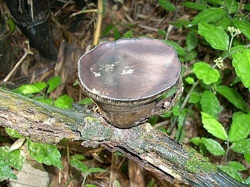 970217瑪陵尖(8).jpg