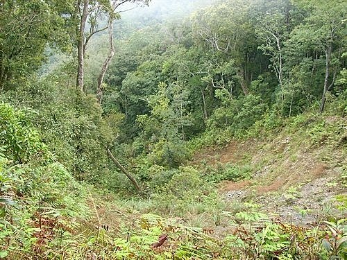 980301茶墾山(23).jpg