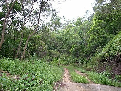 980725光城山上樟樹林山石頭坑山犁頭山(1).jpg