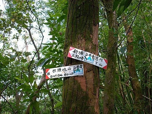 980725光城山上樟樹林山石頭坑山犁頭山(10).jpg