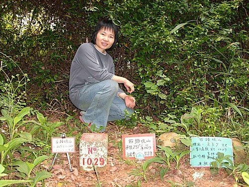 980725光城山上樟樹林山石頭坑山犁頭山(16).jpg