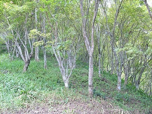 980725光城山上樟樹林山石頭坑山犁頭山(17).jpg
