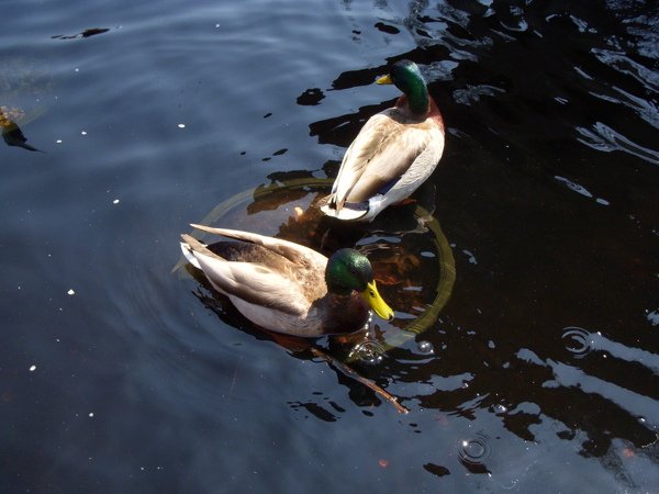 DSCN3403.JPG