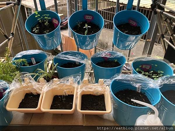 歐芹、荷蘭芹、香芹、西洋芹、巴西里Parsley ★種子＠C