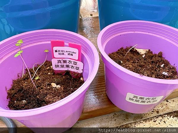 薰衣草Lavender、紫色狹葉薰衣草Herbes de P