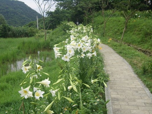 1010511內湖白石湖吊橋、忠勇山及碧山巖記錄~