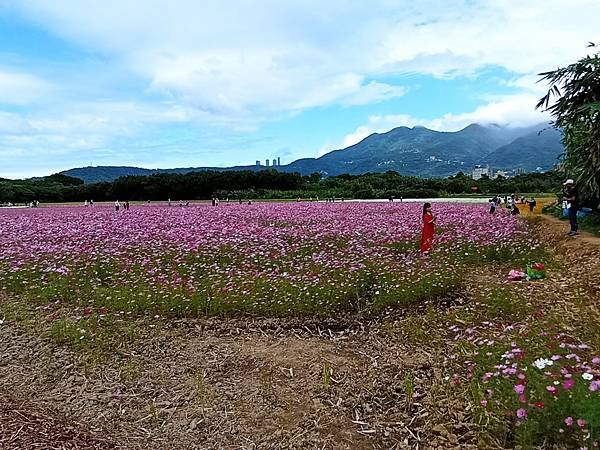 【走。遊台北】2022北投區關渡花海