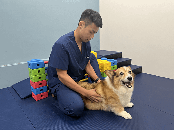 貓犬肥胖危機有礙健康！掌握寵物體重管理關鍵
