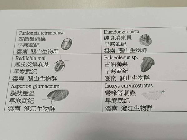 澄江&amp;關山生物群set