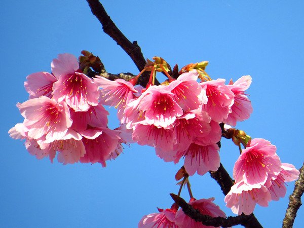 平菁街42巷9