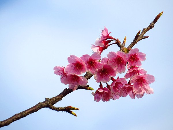 平菁街42巷8