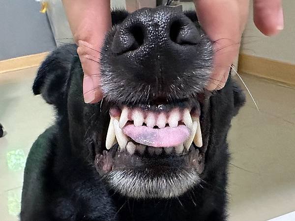 🐶懶人寵爸必備｜寶兒樂｜刷牙就用寵物潔牙指套、潔牙巾～強力超