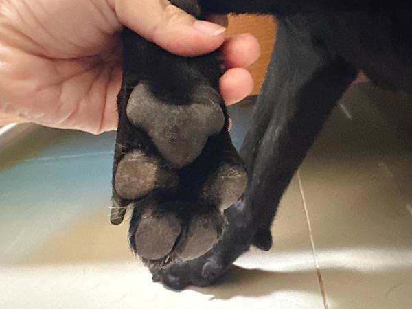 🐶懶人寵爸必備｜寶兒樂｜刷牙就用寵物潔牙指套、潔牙巾～強力超