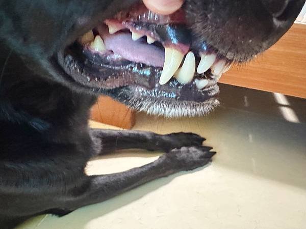 🐶懶人寵爸必備｜寶兒樂｜刷牙就用寵物潔牙指套、潔牙巾～強力超